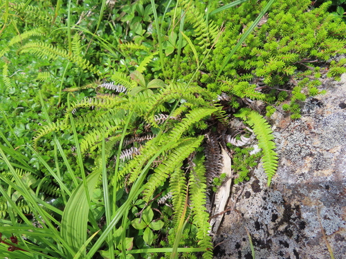 Blechnum amabile iNat (1)
