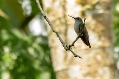 Talaphorus chlorocercus