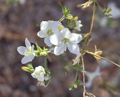 Eriastrum sapphirinum