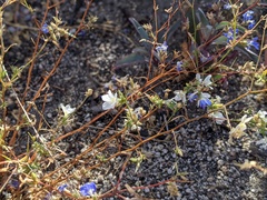 Eriastrum sapphirinum