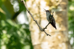 Talaphorus chlorocercus