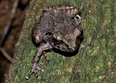 Pseudophilautus rus