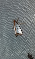 Argyria rufisignella
