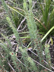 Hibbertia fasciculata