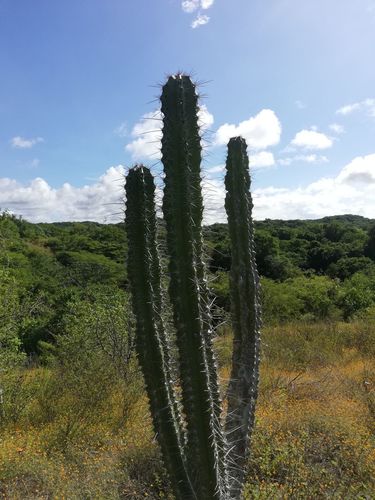 Stenocereus chacalapensis