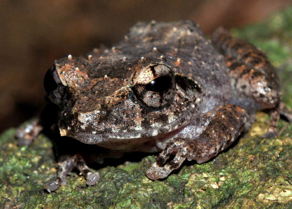 Kandyan Shrub Frog