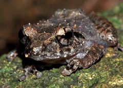 Pseudophilautus rus