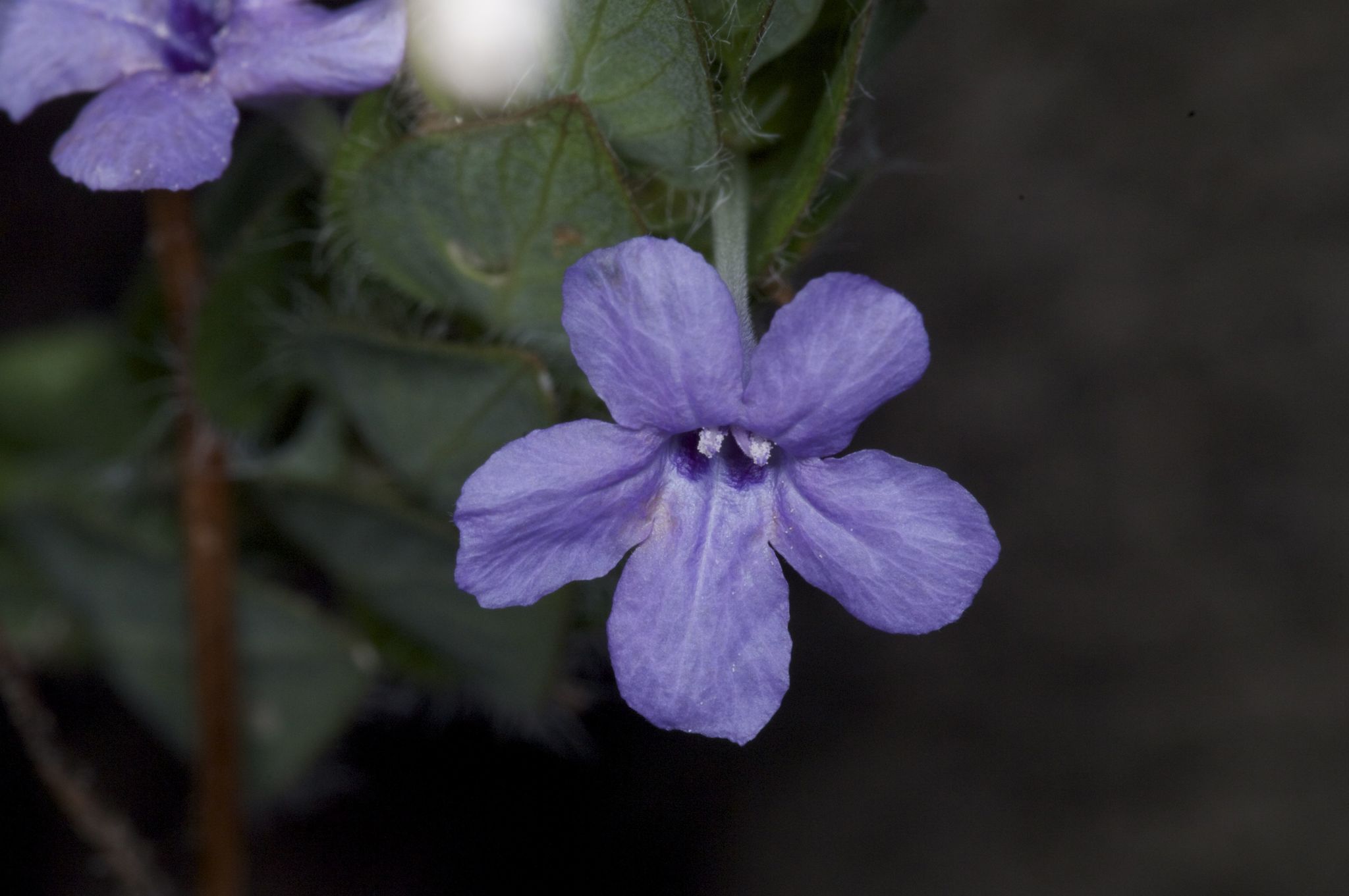 Ruellia blechum
