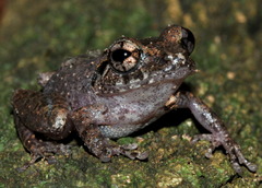 Pseudophilautus rus