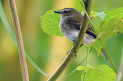 Cnemotriccus fuscatus