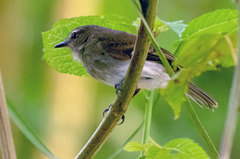 Cnemotriccus fuscatus