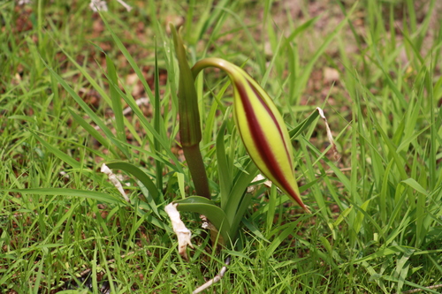 Crinum ornatum image