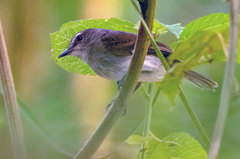 Cnemotriccus fuscatus