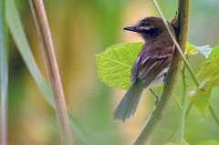 Cnemotriccus fuscatus