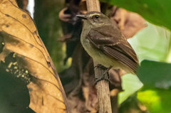 Cnemotriccus fuscatus