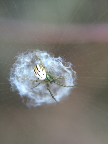 lined orbweaver