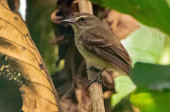 Cnemotriccus fuscatus