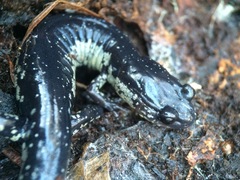 Plethodon chlorobryonis