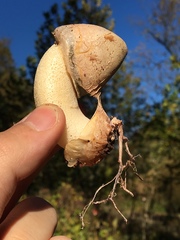 Phallus impudicus