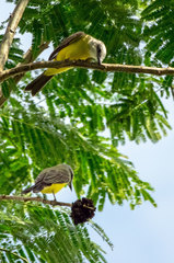 Tyrannus albogularis