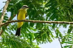 Tyrannus albogularis