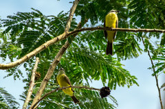 Tyrannus albogularis