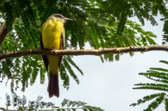 Tyrannus albogularis