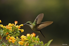 Lampornis viridipallens