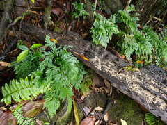 Selaginella longipinna, photograph (c) Steve Fitzgerald, some rights reserved (CC BY-SA)