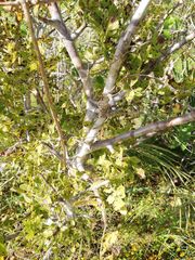Bursera excelsa