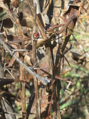 Berberis amurensis