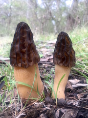 Morchella australiana