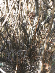 Berberis amurensis