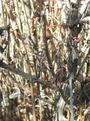 Berberis amurensis