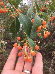 Cordia sinensis