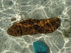 Stichopus herrmanni