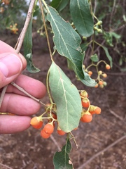 Cordia sinensis
