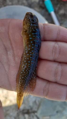 Salaria pavo