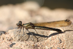 Platycypha caligata