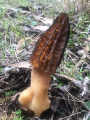 Morchella australiana