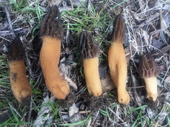 Morchella australiana