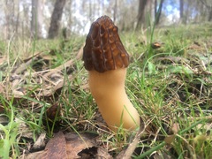 Morchella australiana