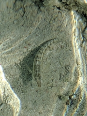 Parapercis australis