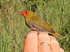 Mandingoa nitidula nitidula