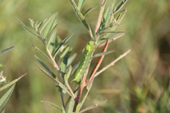 Theretra alecto