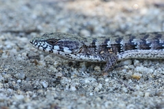 Elgaria paucicarinata