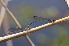 Pseudagrion sublacteum