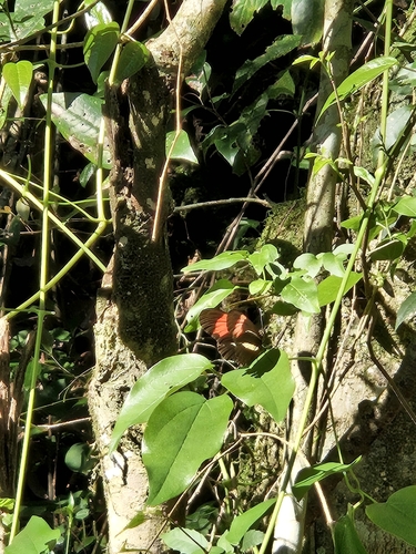 Heliconius erato phyllis