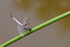 Palpopleura deceptor