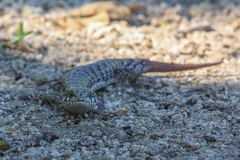 Elgaria paucicarinata
